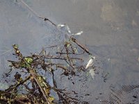 Wülfingersde 3 1419